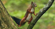 Scoiattolina curiosa